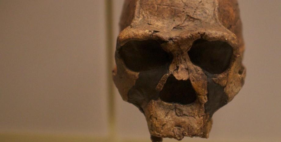 Ученые выяснили, что Homo erectus обладали уникальными навыками, выживая в настоящем аду.