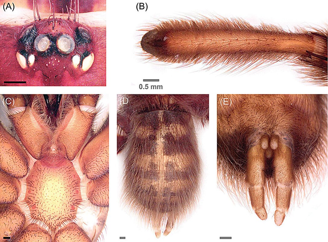 Trichopelma grande